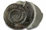 Jurassic Ammonite (Dactylioceras) Fossil - England #279535-1
